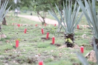 Plantar&aacute;n 30 mil &aacute;rboles m&aacute;s en parque Paseo Henequenes
