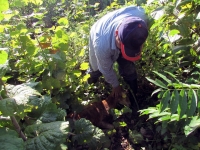 Jaur&iacute;a ataca a borregos en comisar&iacute;a de Xoy