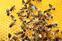 Abejas, en riesgo por ola de calor extremo en el pa&iacute;s