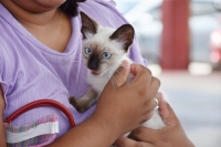 Inicia en Hoctún la Jornada de Esterilización de Perros y Gatos