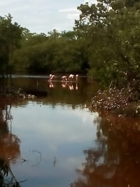 Confirma diputada ecocidio en R&iacute;a Lagartos