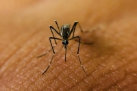 Acapara Yucat&aacute;n 17% de casos totales de dengue en el pa&iacute;s