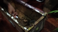 Abejas, amenazadas por fumigaciones y destrucci&oacute;n de h&aacute;bitat