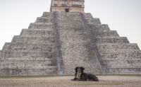 Reanudar&aacute;n rescate de perros en Chich&eacute;n Itz&aacute;