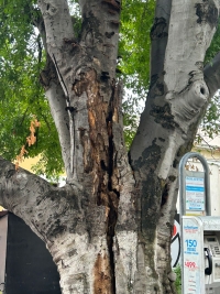 Meridanos y turistas en peligro