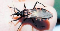 Mal de Chagas, presente en Yucat&aacute;n
