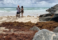 Utilizan modelos numéricos para producir alertas sobre la llegada de sargazo