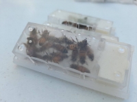 Contin&uacute;a entrega de abejas reinas a apicultores yucatecos