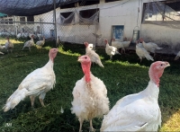 Bajo consumo de pavo en M&eacute;xico