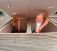 Rescatan flamencos en el Aeropuerto de M&eacute;rida