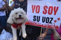 Animalistas insisten  en creaci&oacute;n de santuario para perros y gatos