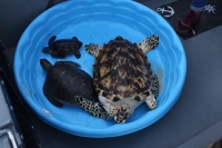 Tortugas vuelven al mar luego de rehabilitaci&oacute;n en Progreso