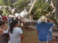 Cae &aacute;rbol en la Plaza Grande