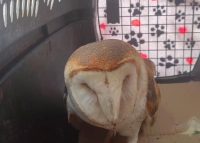 Lechuza asegurada en Progreso, bajo resguardo del Zool&oacute;gico Animaya