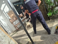 Activan protocolo tras reportes de mordeduras de perro