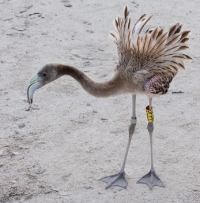 Anillan 393 flamencos rosados en R&iacute;a Lagartos