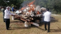 Incineran m&aacute;s de 500 kilos de marihuana