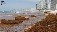 Riesgo en el Mar Caribe por el sargazo