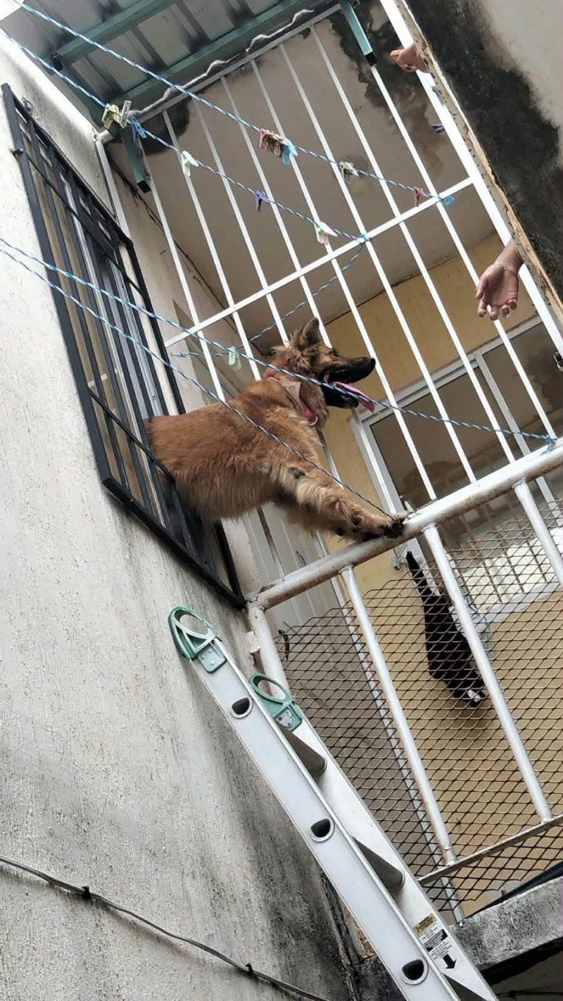Rescatan a perrita atrapada en reja