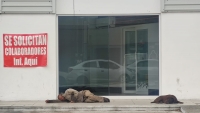 Demandan atención a personas en situación de calle