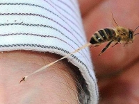 Picadura de abeja causa más decesos que la de alacrán o mordida de serpiente