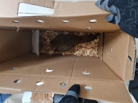 Asegura GN 8  faisanes en el aeropuerto de M&eacute;rida