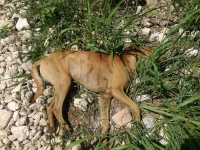 Denuncian envenenamiento&nbsp; de perros y otras especies en M&eacute;rida