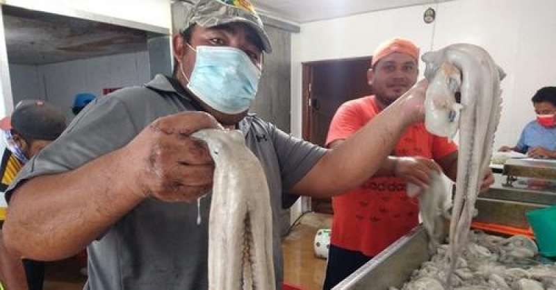 Reportan buen arranque de captura de pulpo