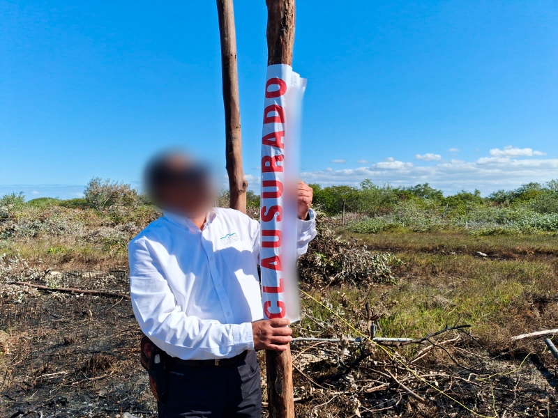 Clausura Profepa desmonte ilegal en manglar de Chelem