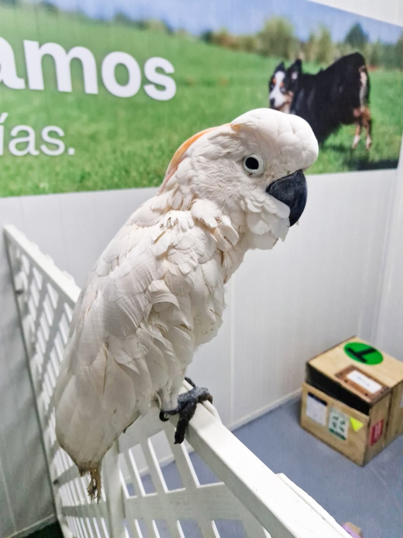 Aseguran cacatúa en el Aeropuerto de Mérida
