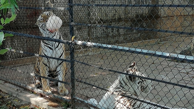 Con paletas de hielo, refrescan a los animales del Centenario