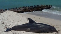 Hallan otro delfín muerto