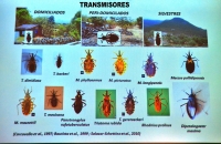 M&aacute;s de un mill&oacute;n de infectados en M&eacute;xico con la enfermedad de Chagas