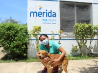 Ayuntamiento de M&eacute;rida trabaja a favor del bienestar animal