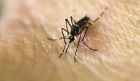 Dengue sigue a la alza en Yucat&aacute;n