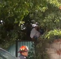 Mujer se ensarta en cavillas tras caer de &aacute;rbol de huaya&nbsp;