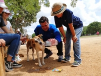 Inicia Cultur rescate de jaur&iacute;a de perros en Chich&eacute;n Itz&aacute;