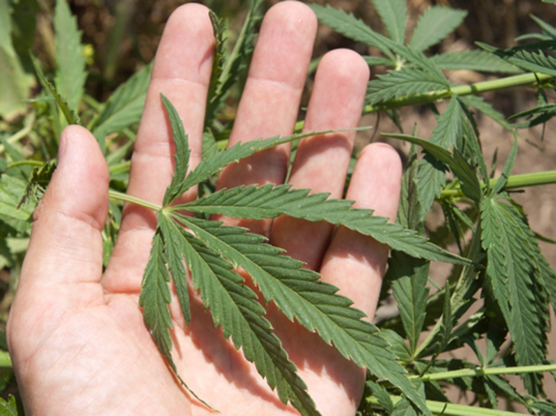SCjN valida preparación de alimentos con cannabis