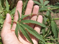 SCjN valida preparación de alimentos con cannabis
