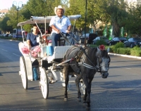 Atender&aacute;n salud de los caballos de tiro