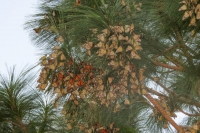 Comienza llegada de mariposas monarca a Michoac&aacute;n