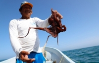 Ampliaci&oacute;n en captura de pulpo, un respiro para pescadores