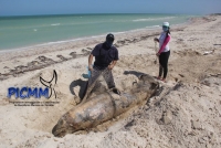 Se registran m&aacute;s de 10 varamientos de mam&iacute;feros marinos este a&ntilde;o