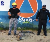 Capturan a cocodrilo en comisar&iacute;a de Um&aacute;n&nbsp;