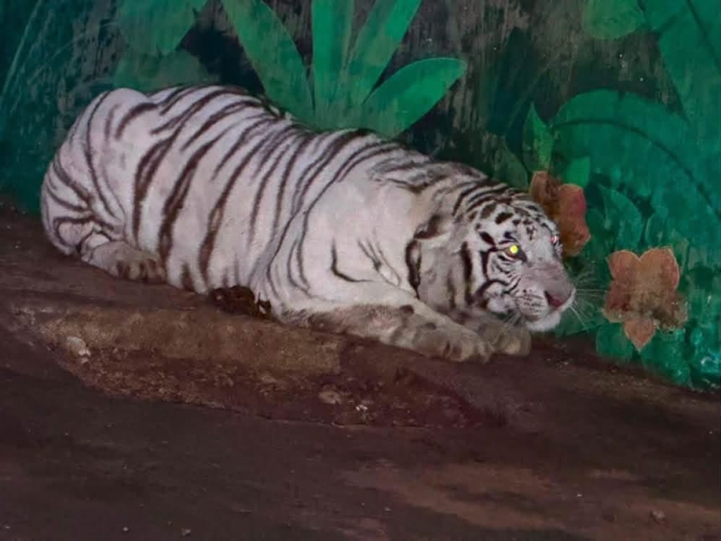 Aseguran tigres y panteras al CJNO