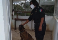 Mujer polic&iacute;a salva a perro de enjambre de abejas