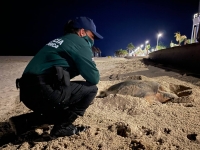 Playa del Malec&oacute;n de Progreso fue escenario del desove de tortuga carey