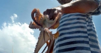 No se alcanzar&aacute; meta de captura de pulpo, aseguran pescadores
