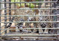 Destacan atenci&oacute;n de cr&iacute;as de jaguar en El Centenario