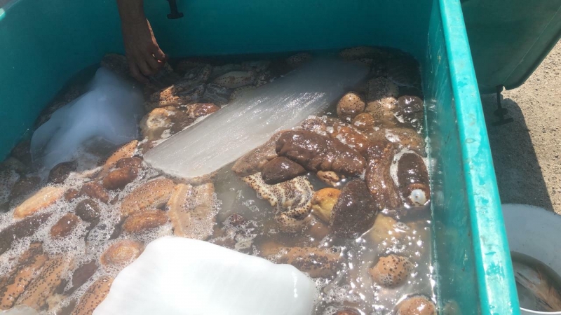 Mal tiempo pega a “pepineada”; Sagarpa lo niega